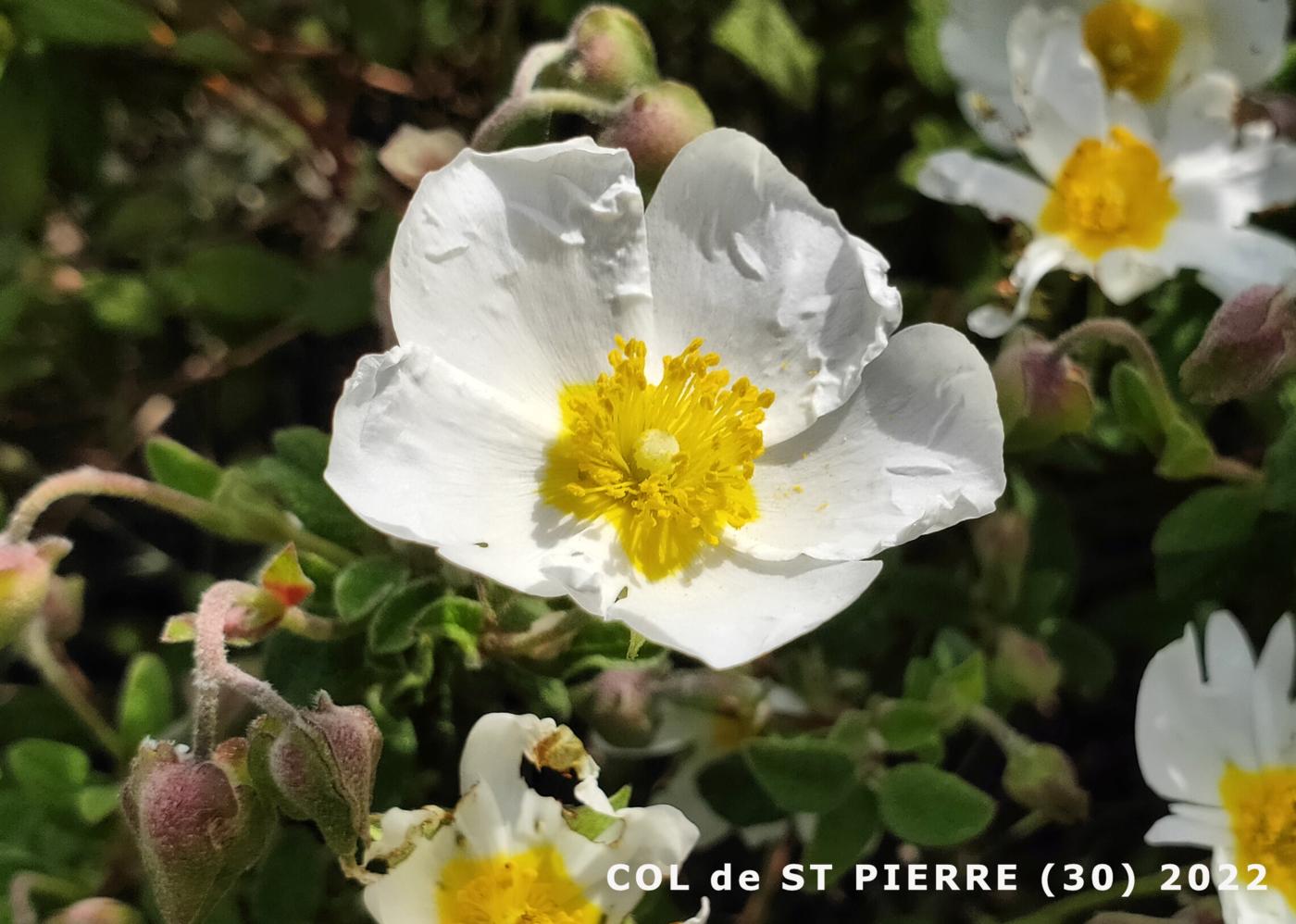 Cistus, Sage-leaved flower